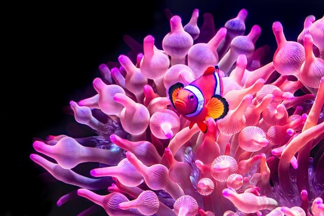 Guide d'achat des meilleurs déguisements de clown