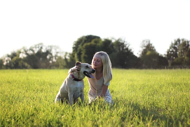 The Ultimate Guide to Choosing the Best Pet Accessories