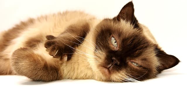 Understanding Cat Breeds: Detailed Insights
